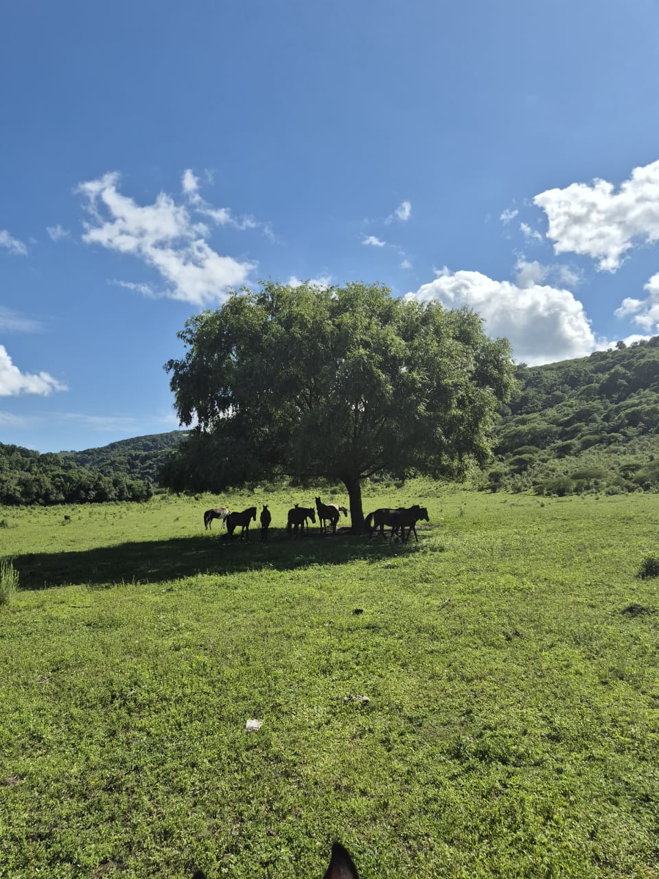 Caballos descansando bajo un árbol en las Sierras de San Javier