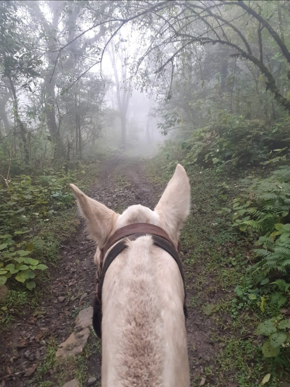 Vista desde el caballo en sendero con niebla en las Yungas tucumanas